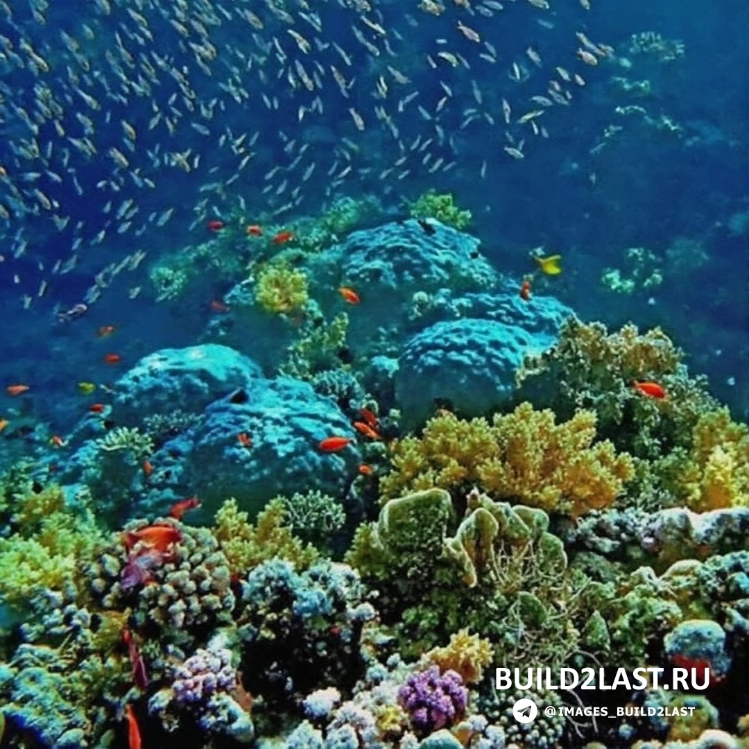 Дайвинг в Красном море среди ярких и разноцветных кораллов.